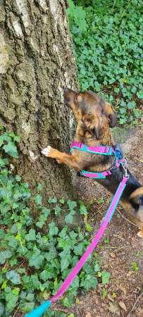 Unsere Fellnasen-Vielfalt im Überblick!-Beitrag-Bild