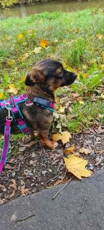 Unsere Fellnasen-Vielfalt im Überblick!-Beitrag-Bild