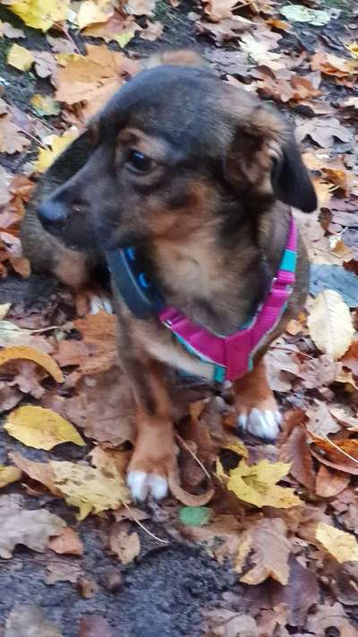 TierschutzhundeStammtisch🐕-Beitrag-Bild