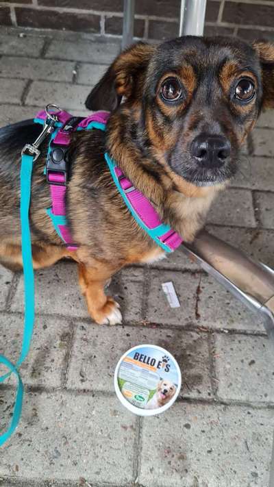 TierschutzhundeStammtisch🐕-Beitrag-Bild