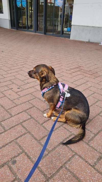 TierschutzhundeStammtisch🐕-Beitrag-Bild