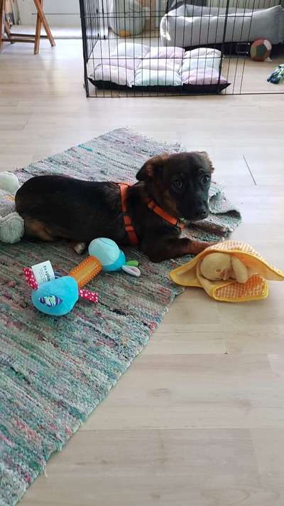 TierschutzhundeStammtisch🐕-Beitrag-Bild