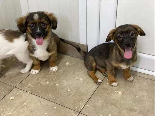 Auslandstierschutz-Beitrag-Bild