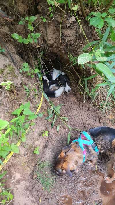 TierschutzhundeStammtisch🐕-Beitrag-Bild