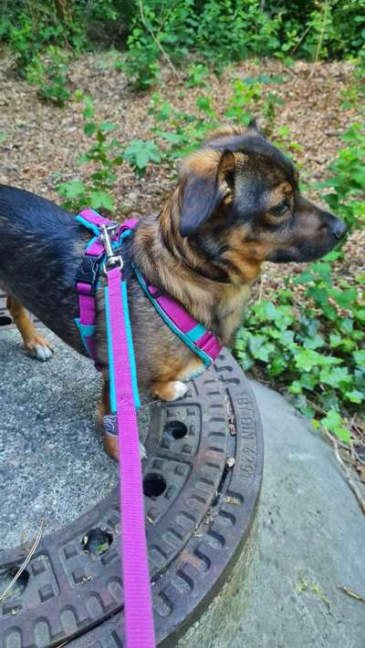 TierschutzhundeStammtisch🐕-Beitrag-Bild