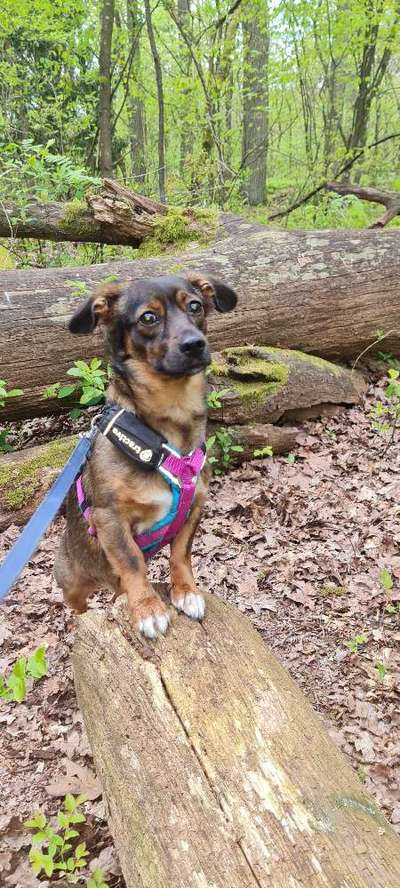 TierschutzhundeStammtisch🐕-Beitrag-Bild