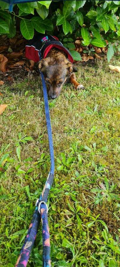 TierschutzhundeStammtisch🐕-Beitrag-Bild