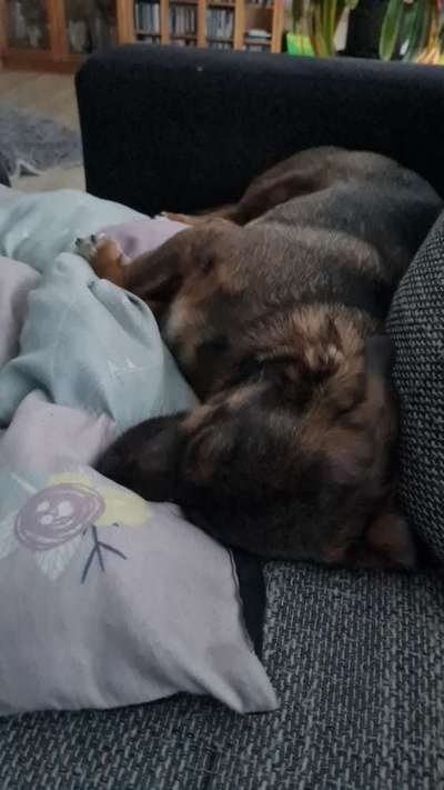 TierschutzhundeStammtisch🐕-Beitrag-Bild