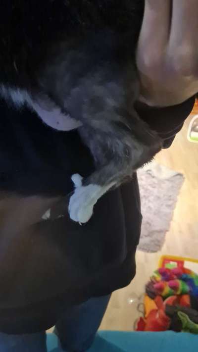 TierschutzhundeStammtisch🐕-Beitrag-Bild