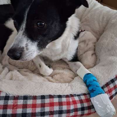 TierschutzhundeStammtisch🐕-Beitrag-Bild