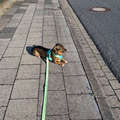 TierschutzhundeStammtisch🐕-Beitrag-Bild
