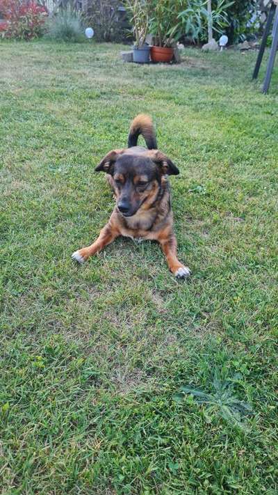 TierschutzhundeStammtisch🐕-Beitrag-Bild