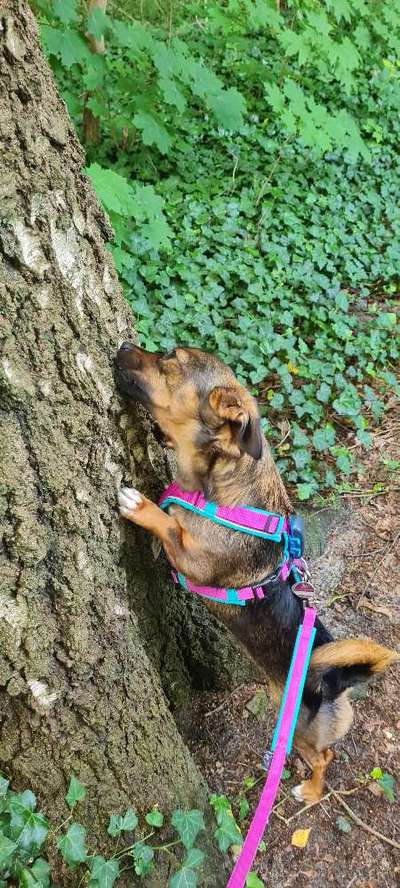 TierschutzhundeStammtisch🐕-Beitrag-Bild