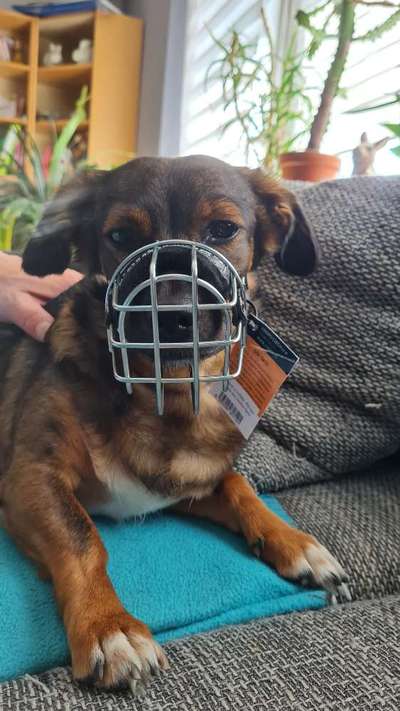 TierschutzhundeStammtisch🐕-Beitrag-Bild