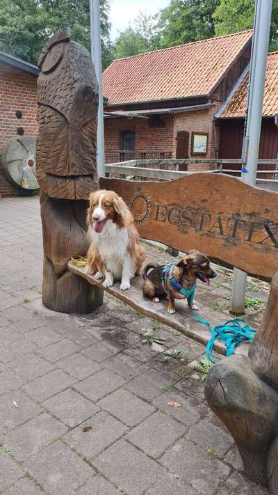 TierschutzhundeStammtisch🐕-Beitrag-Bild