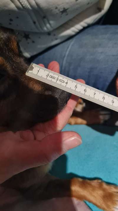 Wie sitzt mein Maulkorb / Maulkorb-Beratung-Beitrag-Bild