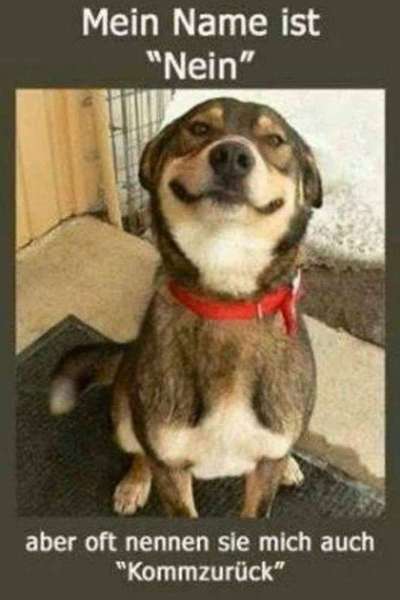 TierschutzhundeStammtisch🐕-Beitrag-Bild