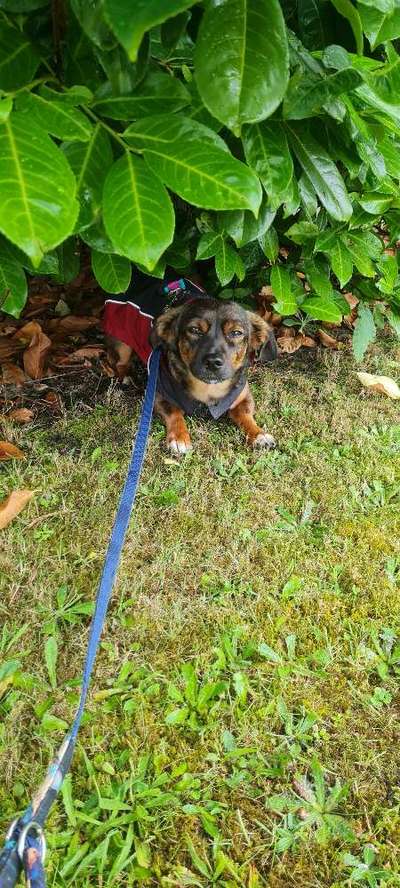 TierschutzhundeStammtisch🐕-Beitrag-Bild