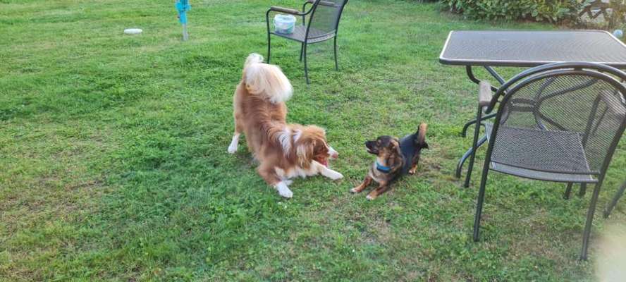Zwerghunde und die "bösen Grossen"-Beitrag-Bild