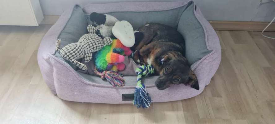 TierschutzhundeStammtisch🐕-Beitrag-Bild