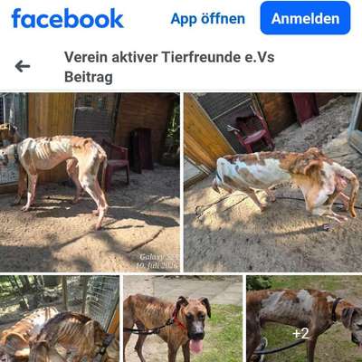 Was haben wir aus dem Hund gemacht?-Beitrag-Bild