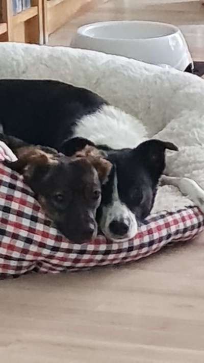 TierschutzhundeStammtisch🐕-Beitrag-Bild