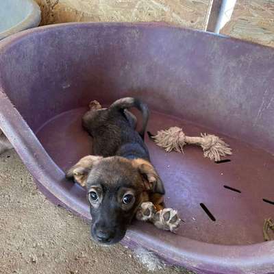 TierschutzhundeStammtisch🐕-Beitrag-Bild