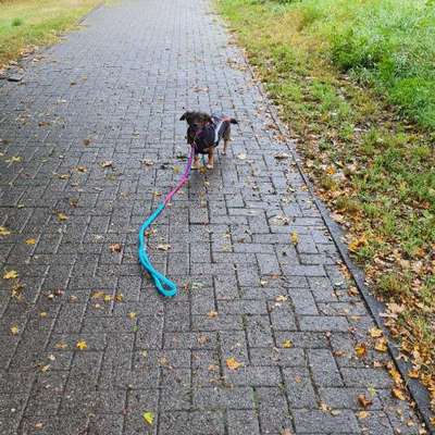 TierschutzhundeStammtisch🐕-Beitrag-Bild