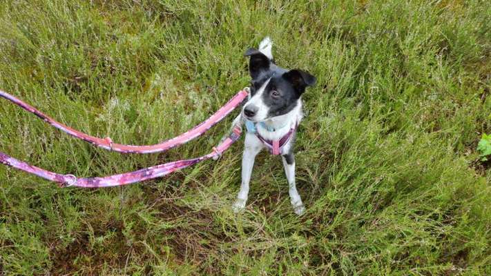 TierschutzhundeStammtisch🐕-Beitrag-Bild