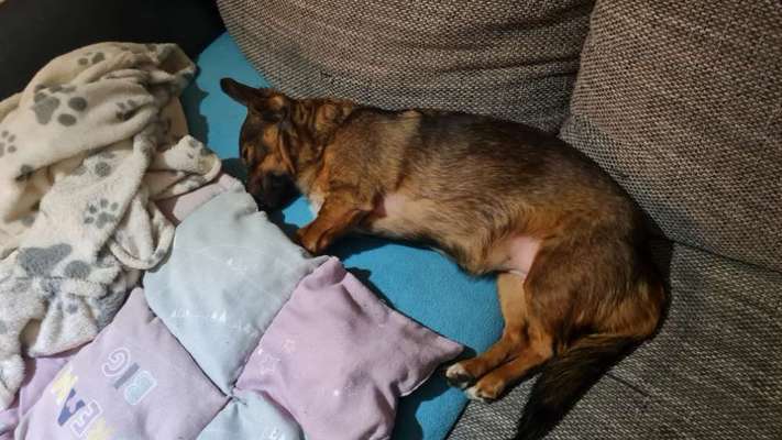 TierschutzhundeStammtisch🐕-Beitrag-Bild