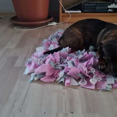 TierschutzhundeStammtisch🐕-Beitrag-Bild