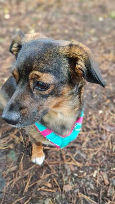 TierschutzhundeStammtisch🐕-Beitrag-Bild