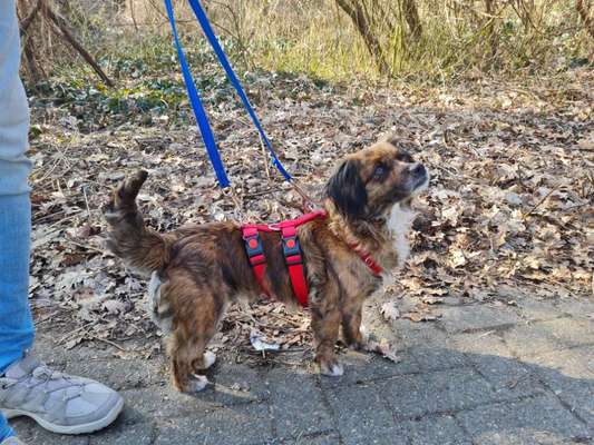 TierschutzhundeStammtisch🐕-Beitrag-Bild