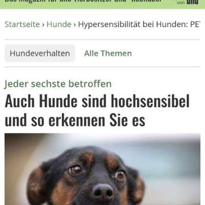Stress bei Hunden durch Vermenschlichung?-Beitrag-Bild