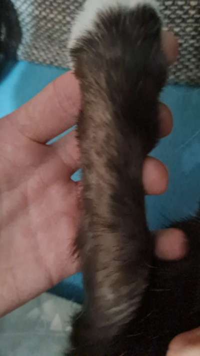 TierschutzhundeStammtisch🐕-Beitrag-Bild