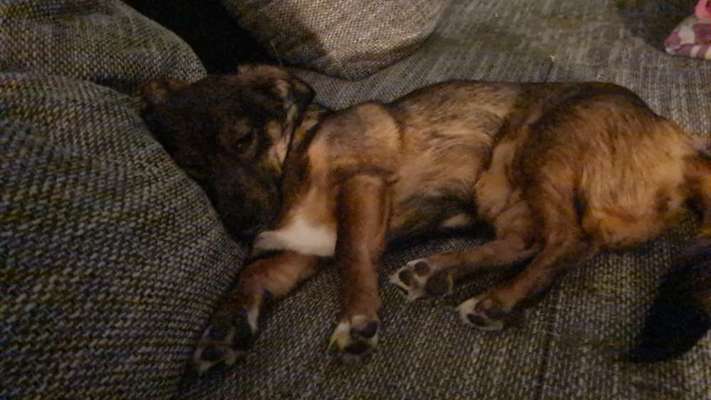 TierschutzhundeStammtisch🐕-Beitrag-Bild