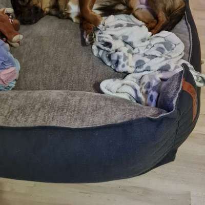 TierschutzhundeStammtisch🐕-Beitrag-Bild