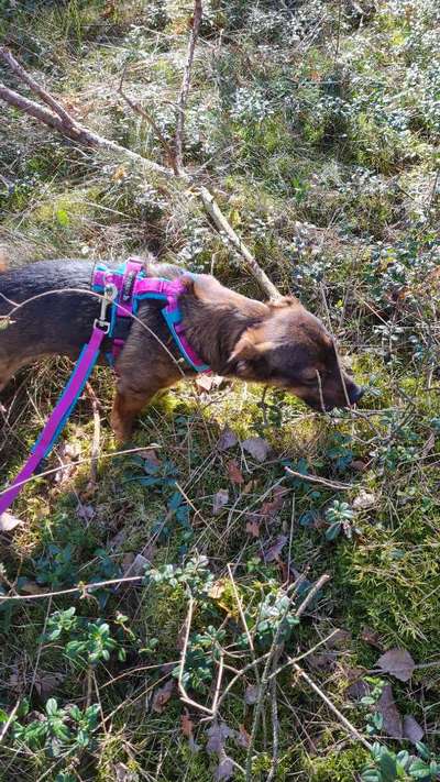 TierschutzhundeStammtisch🐕-Beitrag-Bild