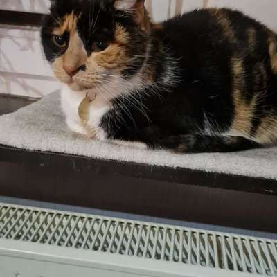 TierschutzhundeStammtisch🐕-Beitrag-Bild