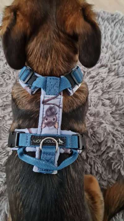 TierschutzhundeStammtisch🐕-Beitrag-Bild