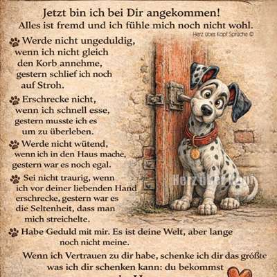 Gestresster Hund-Beitrag-Bild