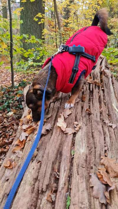 TierschutzhundeStammtisch🐕-Beitrag-Bild