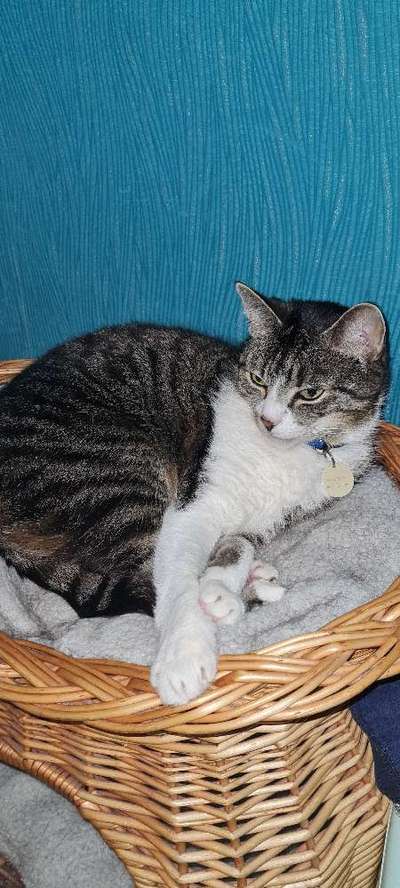 TierschutzhundeStammtisch🐕-Beitrag-Bild