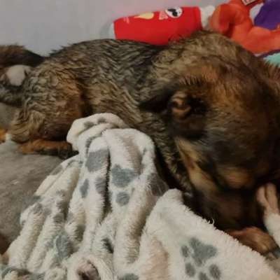 TierschutzhundeStammtisch🐕-Beitrag-Bild