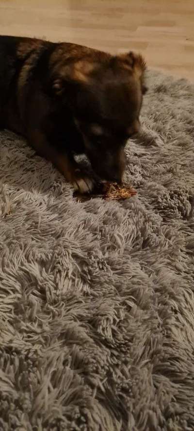 TierschutzhundeStammtisch🐕-Beitrag-Bild