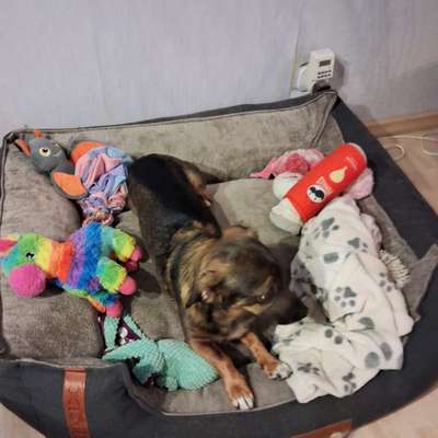 TierschutzhundeStammtisch🐕-Beitrag-Bild