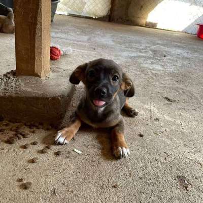 TierschutzhundeStammtisch🐕-Beitrag-Bild