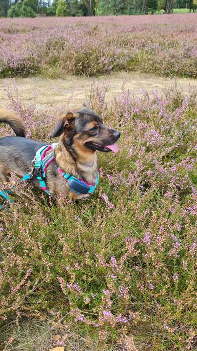 TierschutzhundeStammtisch🐕-Beitrag-Bild