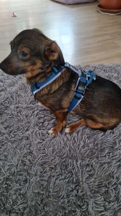 TierschutzhundeStammtisch🐕-Beitrag-Bild