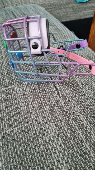 Maulkorb für Labbi wegen ständiger Nahrungsaufnahme unterwegs-Beitrag-Bild